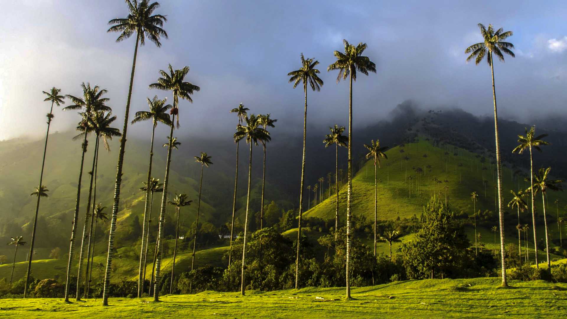 SABORES DE COLOMBIA  - CAFE & CARIBE 4